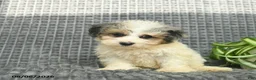 Maltipoo dogs for sale: Boomer  - Ad 3
