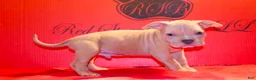 American Bully dogs for sale: American Bully Puppy 1 - Ad 3