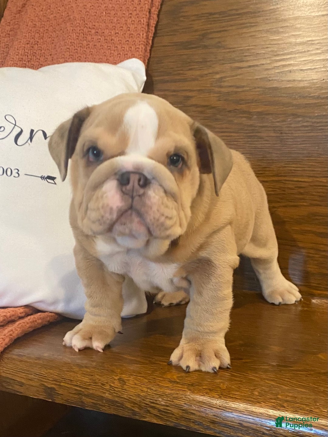 English Bulldog dogs for sale: AKC Bella - Ad 3