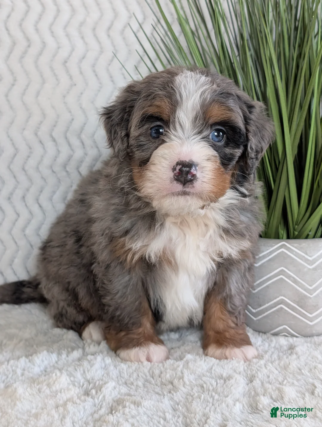Mini Bernedoodle dogs for sale: Mini Nemo  - Ad 13
