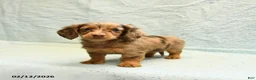 Dachshund dogs for sale: Lilac - Ad 4