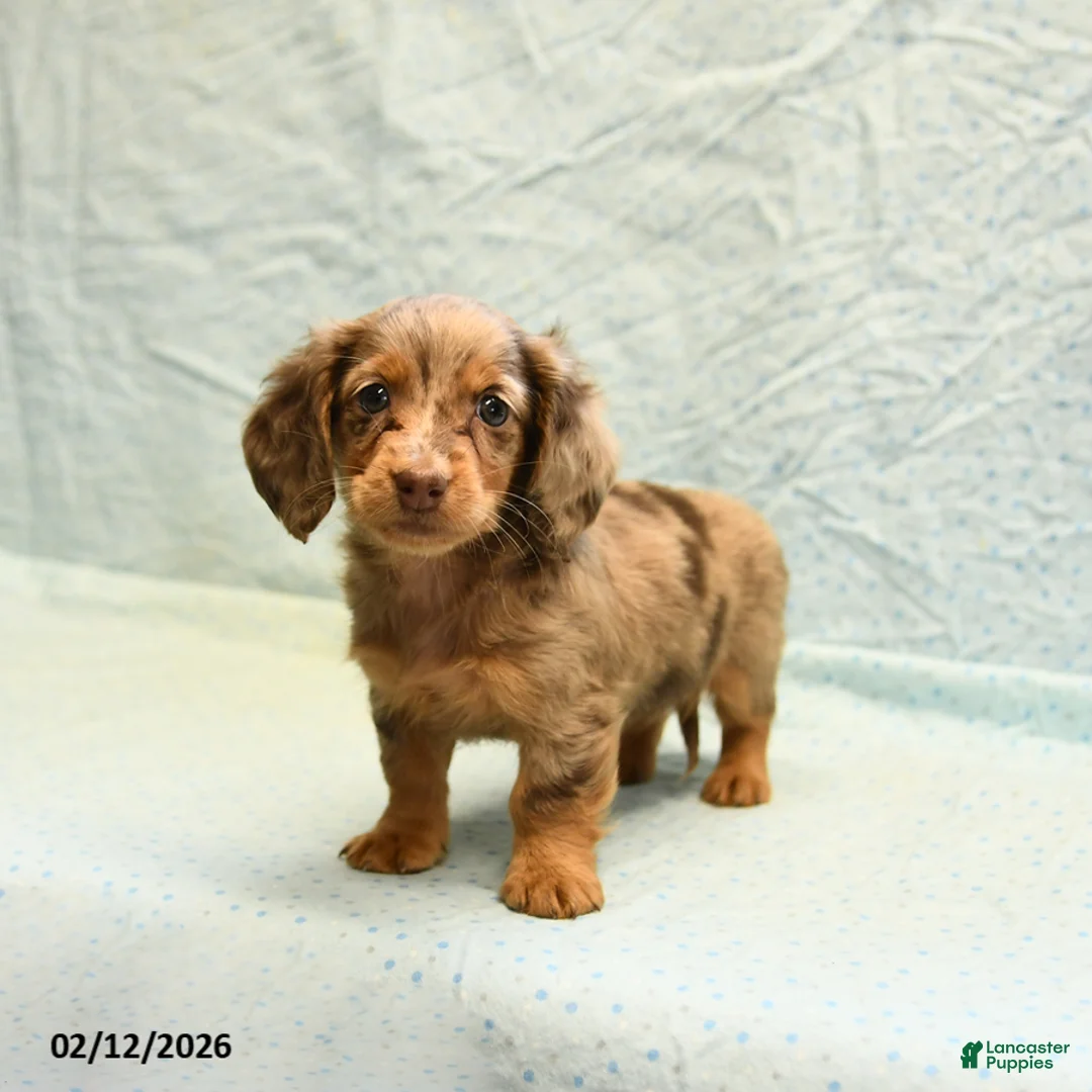 Dachshund dogs for sale: Lilac - Ad 4