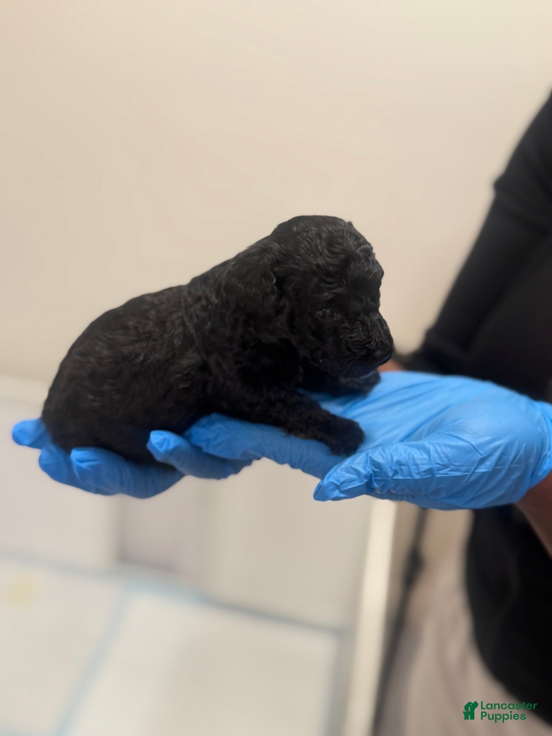 Mini Goldendoodle dogs for sale: Mini Goldendoodle’ Mable’  - Ad 2