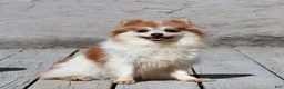 Pomeranian dogs for sale: Billy - Ad 4