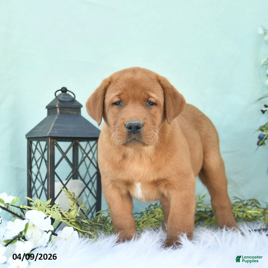 Labrador Retriever dogs for sale: Dakota  - Ad 2