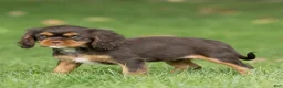 Cavalier King Charles Spaniel dogs for sale: Cupcake Cavalier King Charles Spaniel  - Ad 3