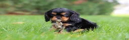 Cavalier King Charles Spaniel dogs for sale: Bentley - Ad 6