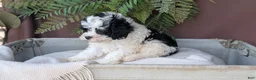 Cockapoo dogs for sale: Hunter - Ad 3