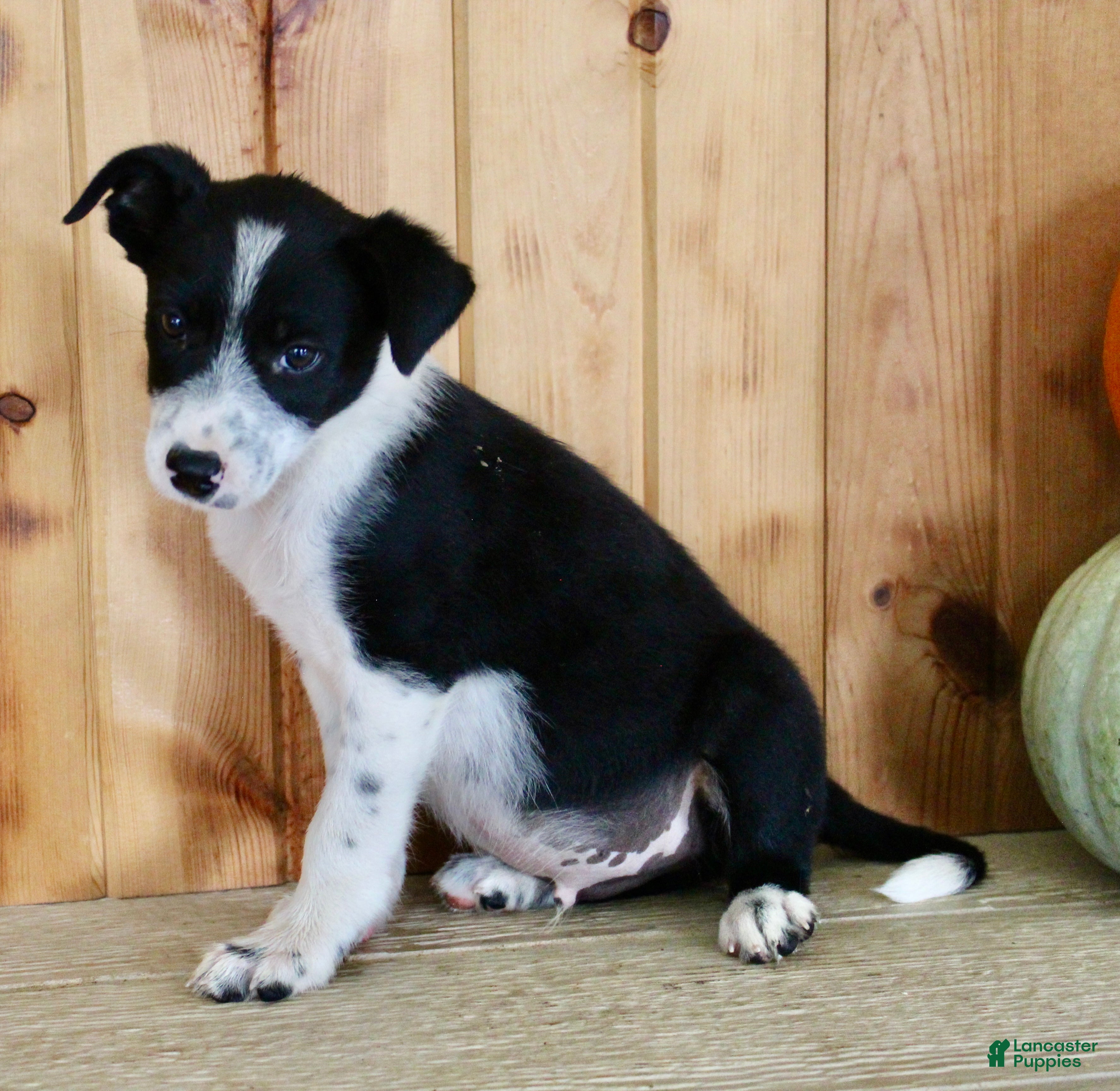 Mixed Breed dogs Baxter - Ad 1