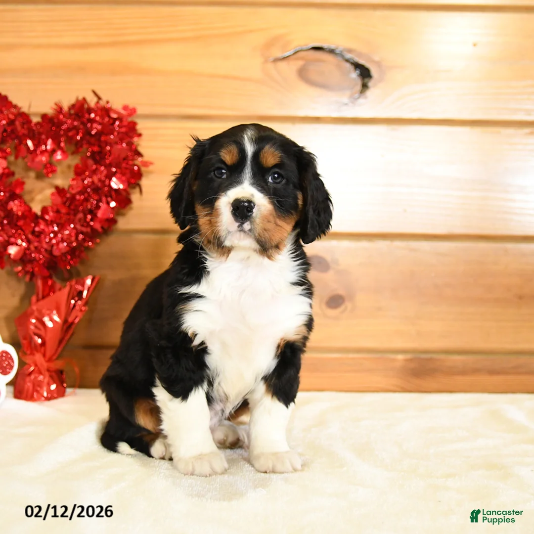 Miniature Bernese Mountain Dog dogs for sale: Victor - Ad 3