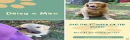Golden Retriever dogs for sale: Sunflower (Teal Collar) - Ad 3