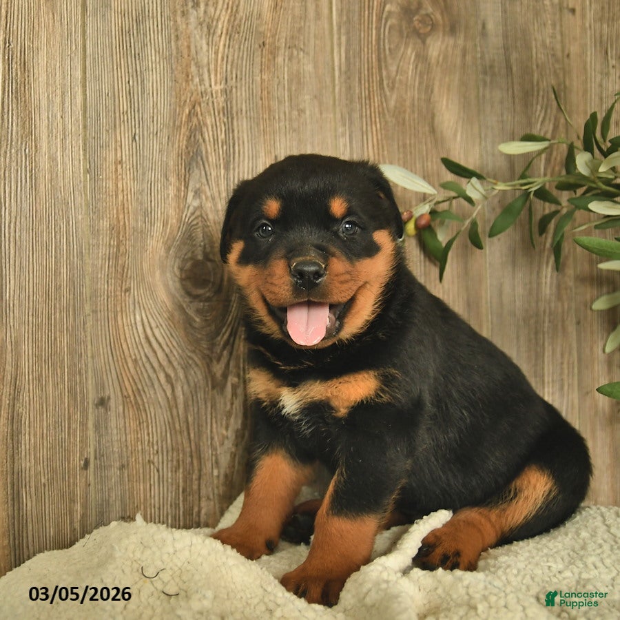Rottweiler dogs Ludwig - Ad 2