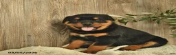 Rottweiler dogs for sale: Ludwig - Ad 2