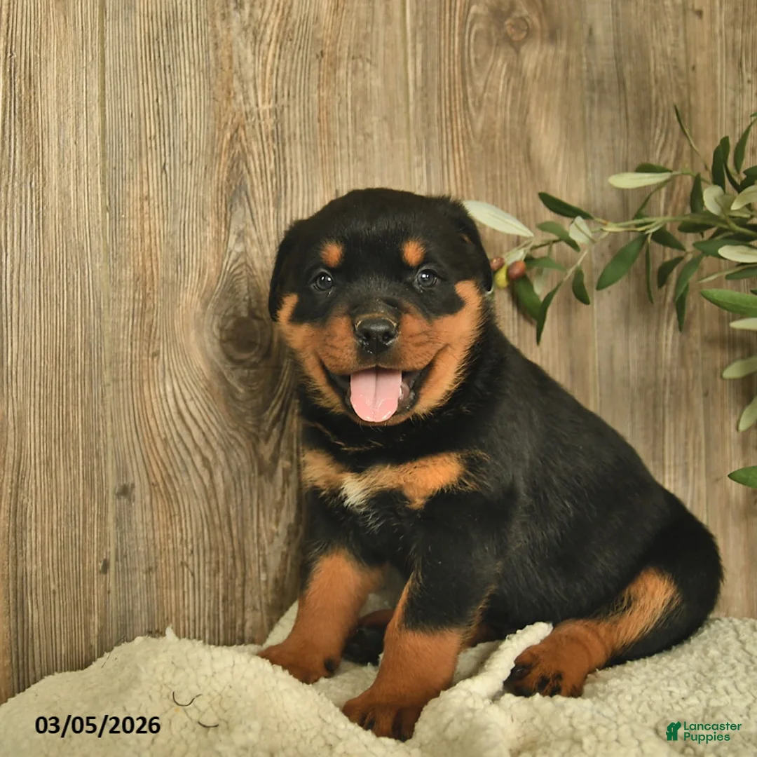 Rottweiler dogs for sale: Ludwig - Ad 2