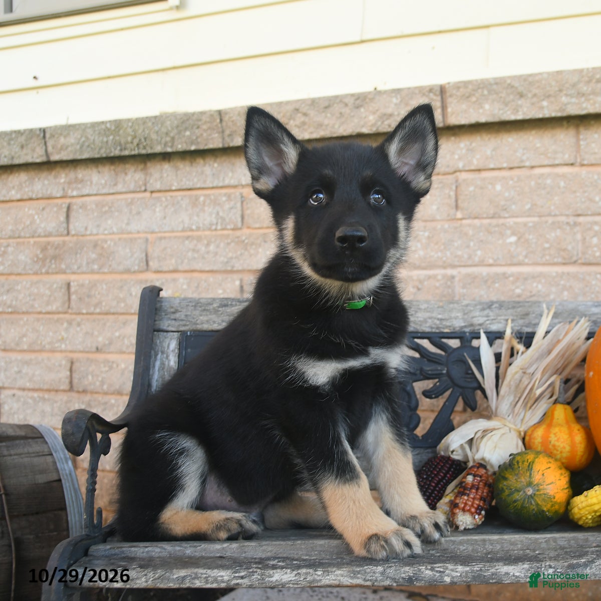 Gerberian Shepsky dogs for sale: Jagger  - Ad 1