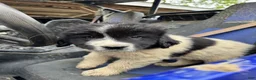 Mixed Breed dogs for sale: Mixed Breed Puppy 1 - Ad 5