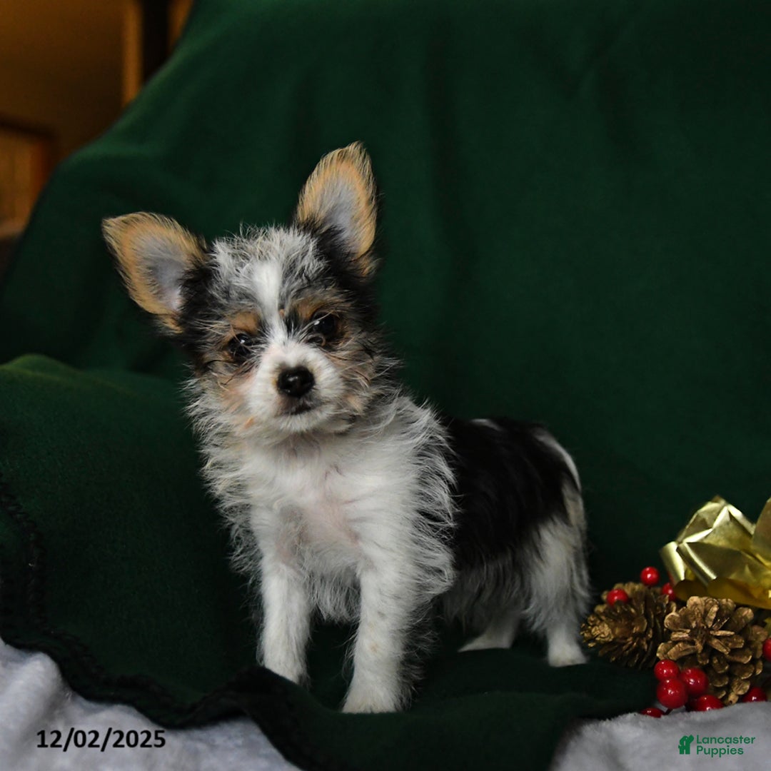 Yorkshire Terrier dogs for sale: Oreo - Ad 1