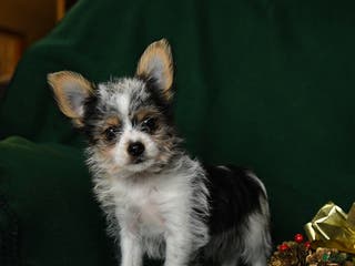 Yorkshire Terrier dogs Oreo - Ad 20