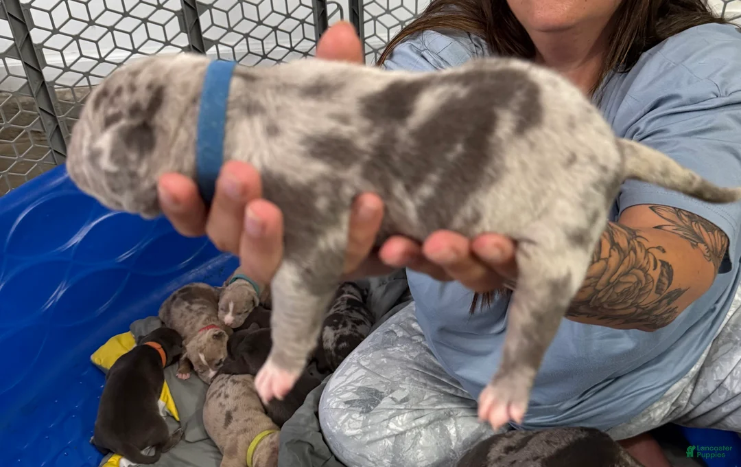 American Bully dogs for sale: Biggie - XL American Bully Puppy  - Ad 1