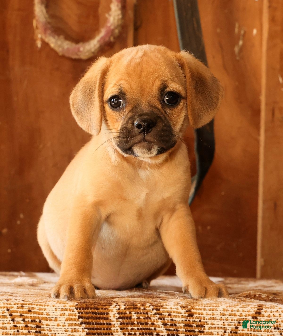 Puggle dogs for sale: Rosie - Ad 2