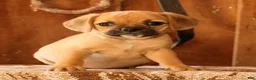 Puggle dogs for sale: Rosie - Ad 2