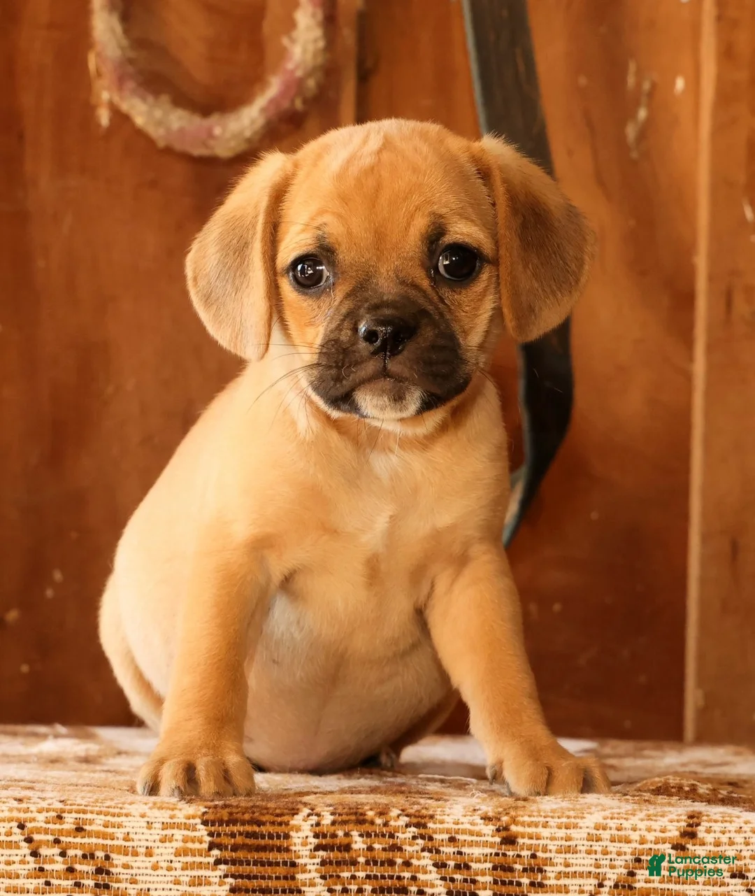 Puggle dogs for sale: Rosie - Ad 2