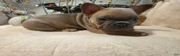 French Bulldog dogs for sale: Walter  - Ad 9