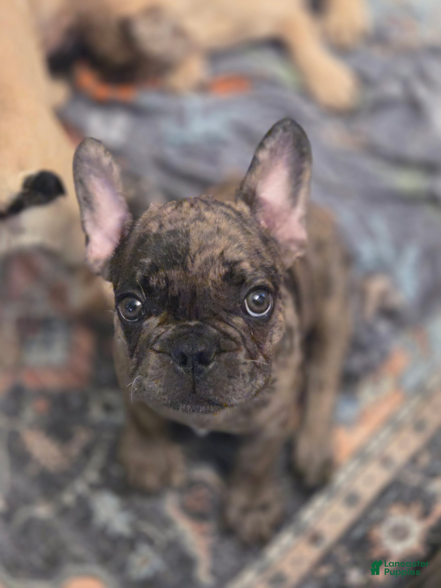 French Bulldog dogs Bean - Ad 2