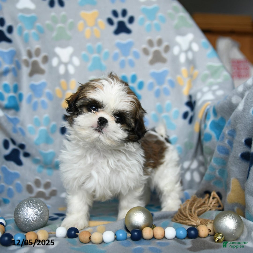 Shih Tzu dogs for sale: Jingles - Ad 2