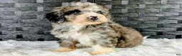 Bichpoo dogs for sale: Bingo - Ad 2