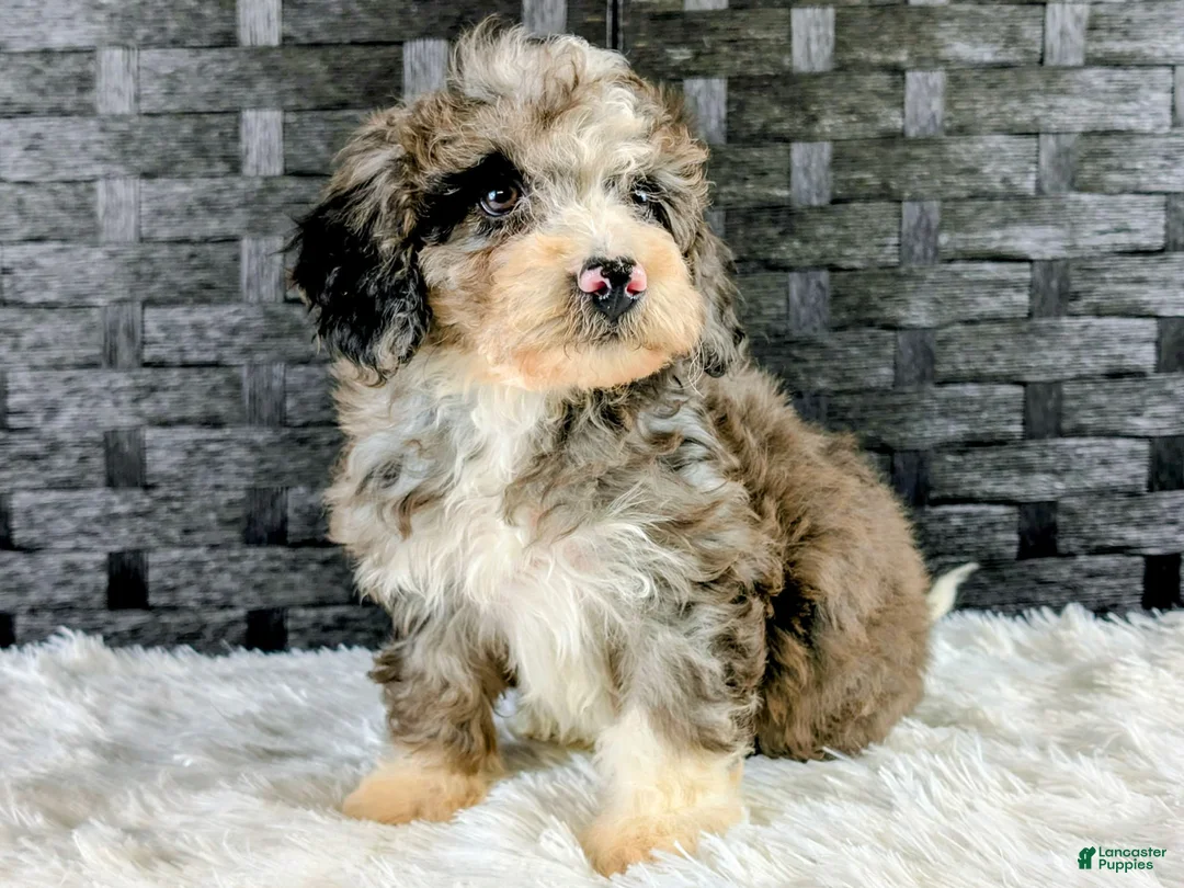 Bichpoo dogs for sale: Bingo - Ad 2
