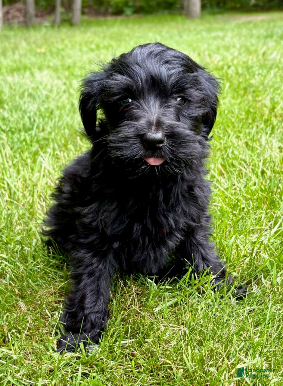 Yorkiepoo dogs Yorkiepoo Nelson (Male) - Ad 1