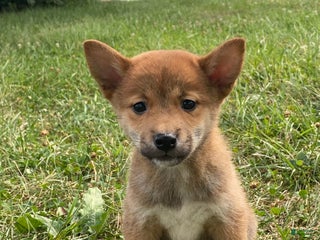 Shiba Inu dogs - Ad 20