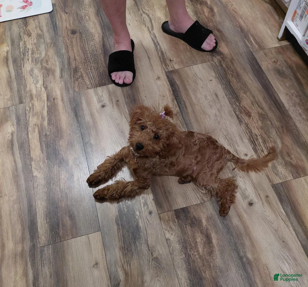 Mixed Breed dogs for sale: Little Red..Mini GoldenDoodle  - Ad 4