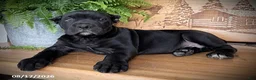 Cane Corso dogs for sale: Sergio - Ad 3