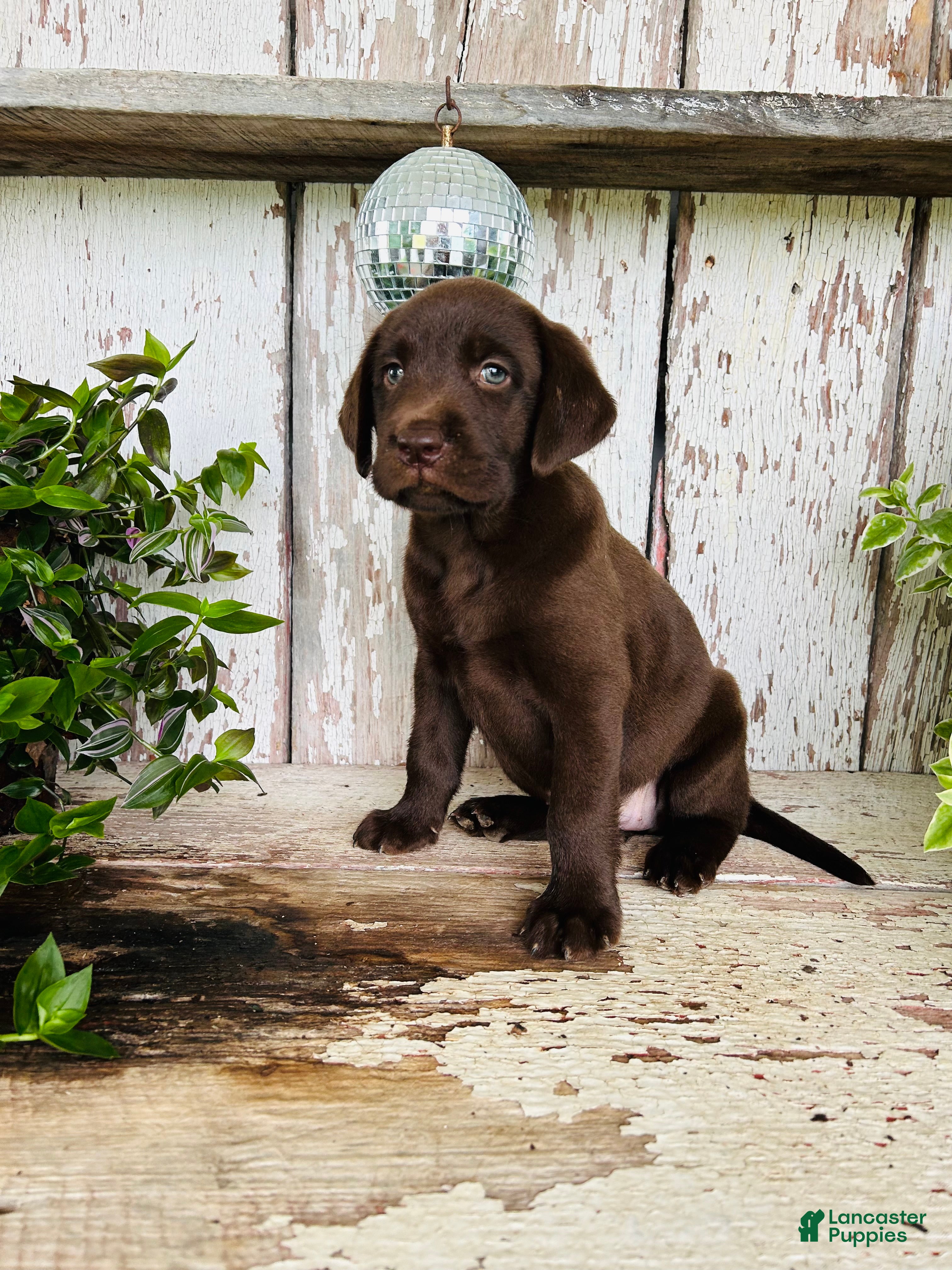 Labrador Retriever dogs Faith  - Ad 1