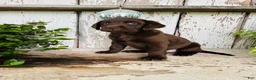 Labrador Retriever dogs for sale: Faith  - Ad 8