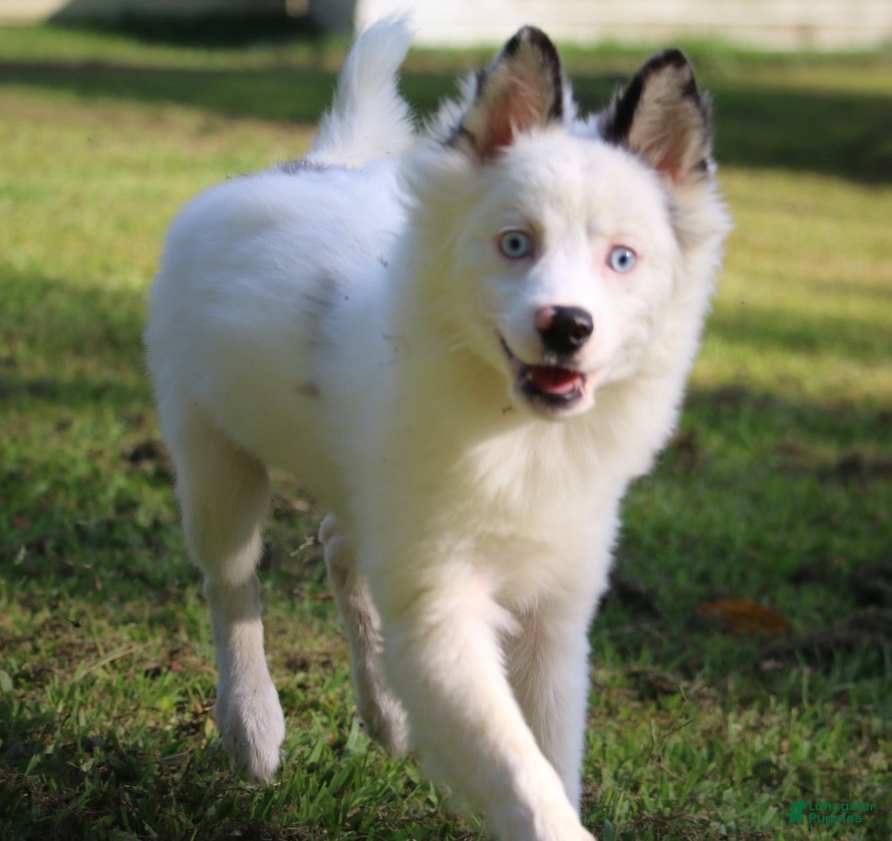 Pomsky dogs Prince - Ad 1