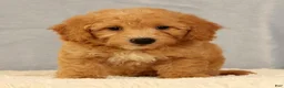 Bichpoo dogs for sale: Jasper - Ad 9