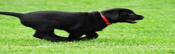 Labrador Retriever dogs for sale: Lola - Ad 11