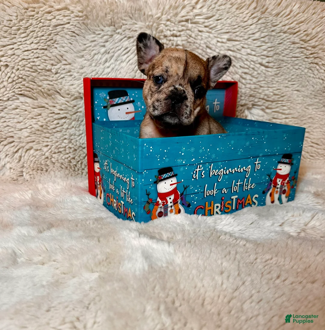 French Bulldog dogs for sale: Giselle - Ad 7