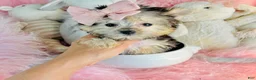 Morkie dogs for sale: Morkie 1 - Ad 3