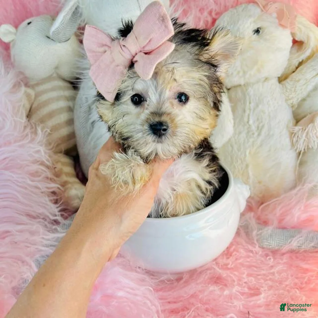 Morkie dogs for sale: Morkie 1 - Ad 3