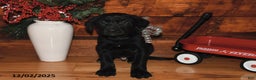 Mixed Breed dogs for sale: Prancer - Ad 1