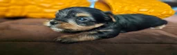 Yorkshire Terrier dogs for sale: Max - Ad 3