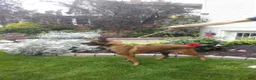 Belgian Malinois dogs for sale: Connie - Ad 7