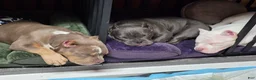 American Bully dogs for sale: American Bully 1 - Ad 5