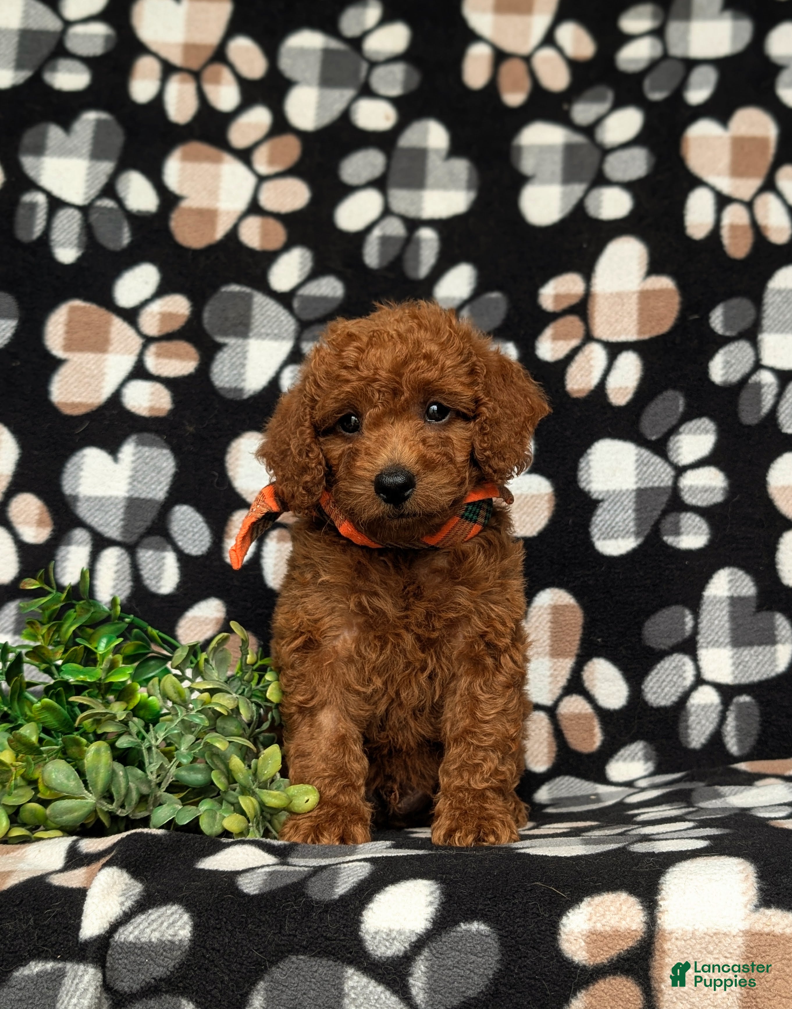 Miniature Labradoodle dogs Tayte Hypoallergenic - Ad 1