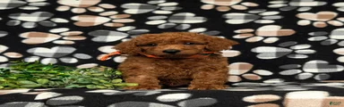 Tayte Hypoallergenic