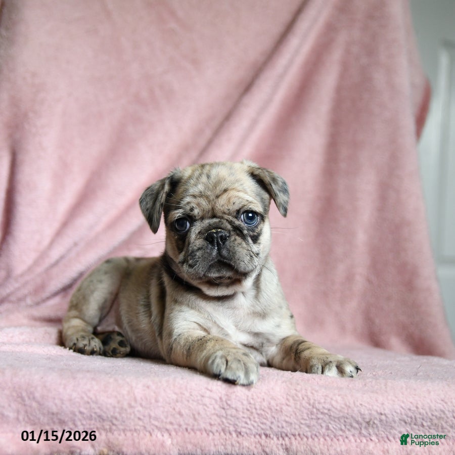Pug dogs Mia  - Ad 1